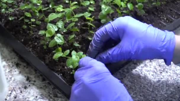 Uzman Bitki Örnekleri Özel Bir Kabın Içinde Sağlık Için Yararlı — Stok video