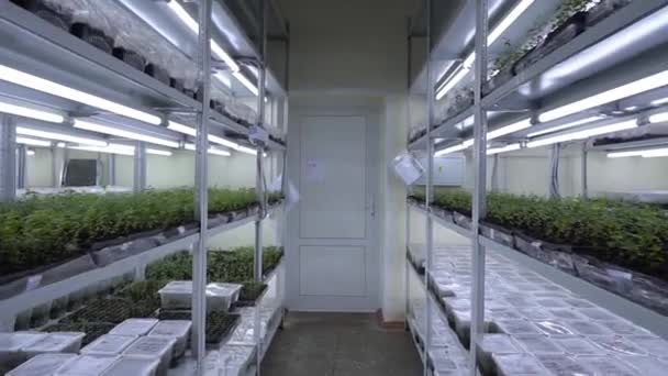 Die Regalreihen Mit Pflanzenmustern Pflanzen Containern Auf Eisengestellen Labor Anbauen — Stockvideo