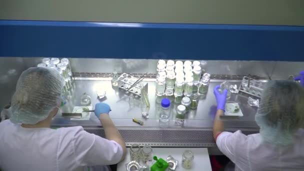 Especialistas Trabalham Com Amostras Plantas Laboratório Produção Mirtilo Laboratórios — Vídeo de Stock