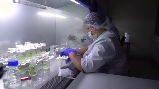専門家は研究室で植物サンプルを扱う 研究室でのブルーベリー生産 — ストック動画
