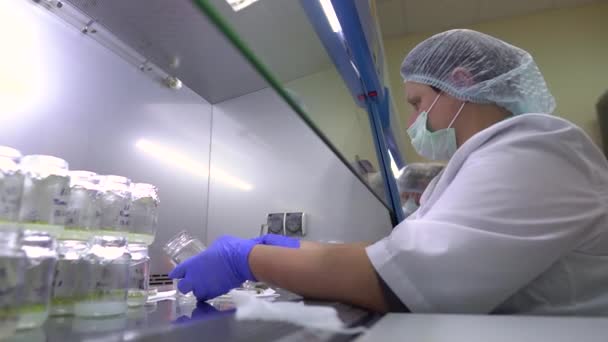 専門家は研究室で植物サンプルを扱う 研究室でのブルーベリー生産 — ストック動画