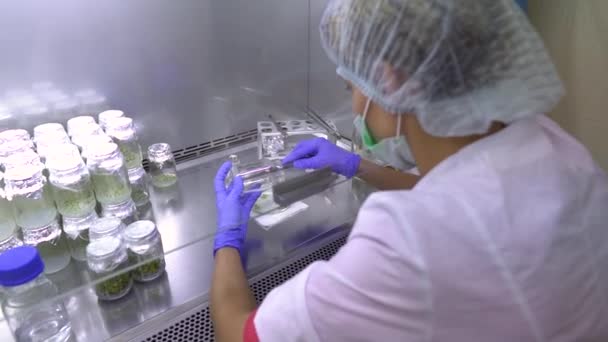 Los Especialistas Trabajan Con Muestras Plantas Laboratorio Producción Arándanos Laboratorios — Vídeos de Stock