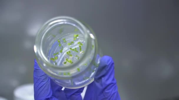 中に植物サンプルを入れた瓶の閉まり 瓶の底に植えられた植物の緑の芽 ブルーベリー生産 — ストック動画