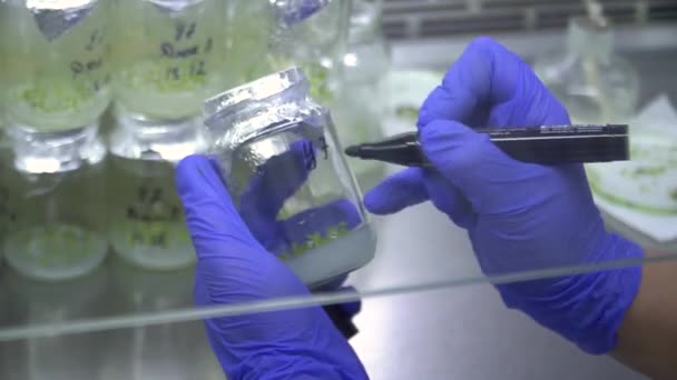 専門家は中に植物のサンプルを持つ瓶に署名します ブルーベリー生産 — ストック動画
