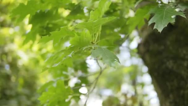 Zielony Klon Liście Drzewach Trzepotanie Wietrze Roślinność Parkach Źródło Tlenu — Wideo stockowe
