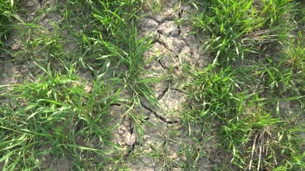 Bovenste Schot Groen Gras Groeit Droge Grond Met Barsten Opwarming — Stockvideo