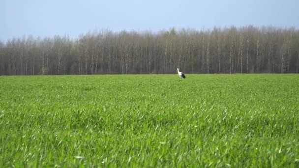 Una Cicogna Bianca Attraversa Prato Verde Cerca Cibo Gli Animali — Video Stock