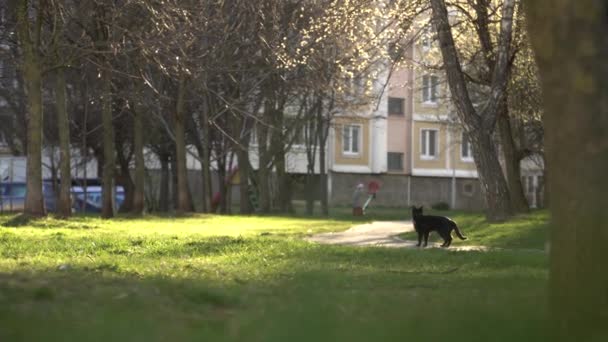 Eine Schwarze Katze Läuft Die Straße Hinunter Und Blickt Zurück — Stockvideo