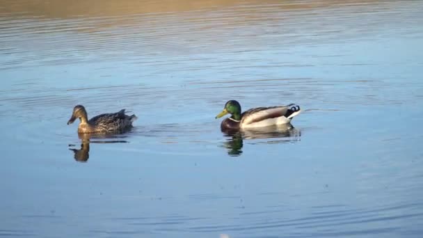 마리의 호수에서 헤엄치고 있습니다 수컷은 암컷을 따라잡으려고 합니다 짝짓기 동물의 — 비디오