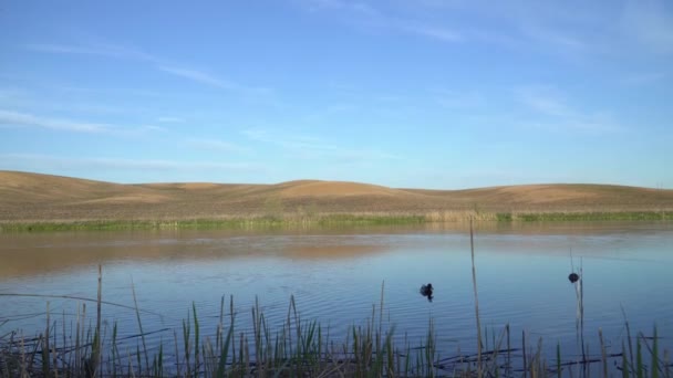 草が生えている池の岸 低い丘の自然景観 湖には２匹のアヒルが泳いでいる — ストック動画