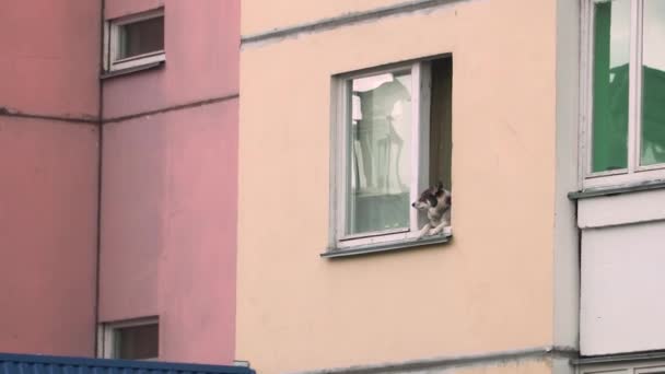 Divertido Perro Lindo Husky Mira Por Ventana Calle Los Animales — Vídeo de stock