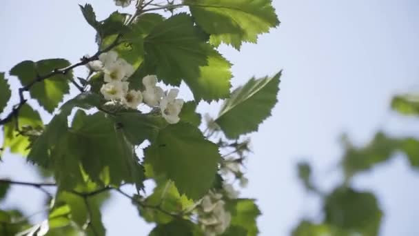 Äppelkvistar Svajar Vinden Närbild Apple Grenar Mot Klarblå Himmel Vårens — Stockvideo