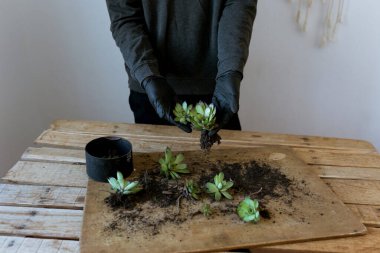 Bahçıvanın ellerindeki sulu bitkiler ekmeden önce, bahçıvan sulu bitkiler yetiştiriyor.