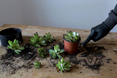 Ahşap bir arka planda sulu tencere, toprak günü, bahçıvan