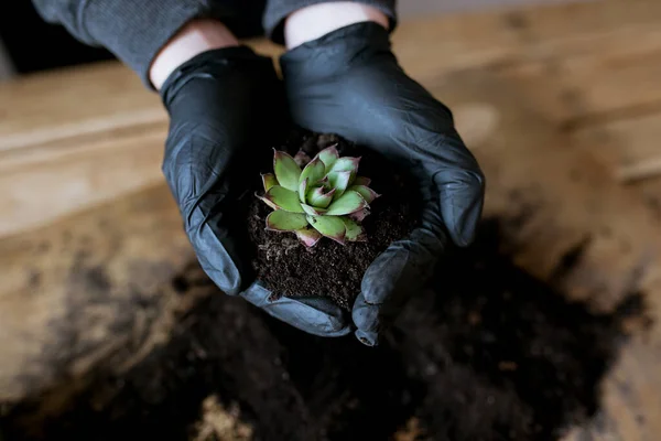 Sukkulente Mit Erde Den Händen Eines Mannes Auf Einem Hölzernen — Stockfoto