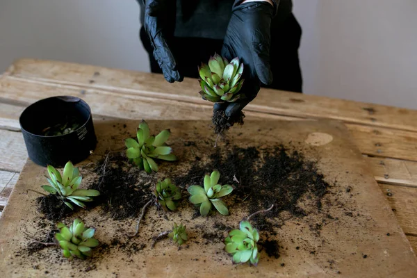 Sappig Handen Van Een Tuinman Voor Het Planten Tuinier Groeiende Stockfoto