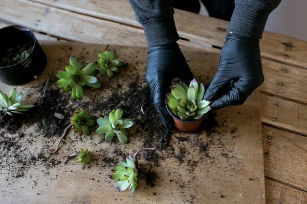 Planten Sappige Pot Houten Achtergrond Aardedag Tuinman Groeiende Vetplanten Stockafbeelding