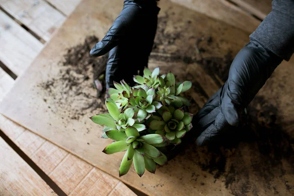 Samenstelling Van Vetplanten Mensenhanden Een Houten Tafelondergrond Tuinman Die Vetplanten Rechtenvrije Stockafbeeldingen