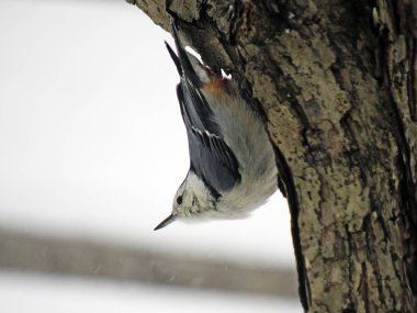 Nuthatcher soğuk karlı bir günde