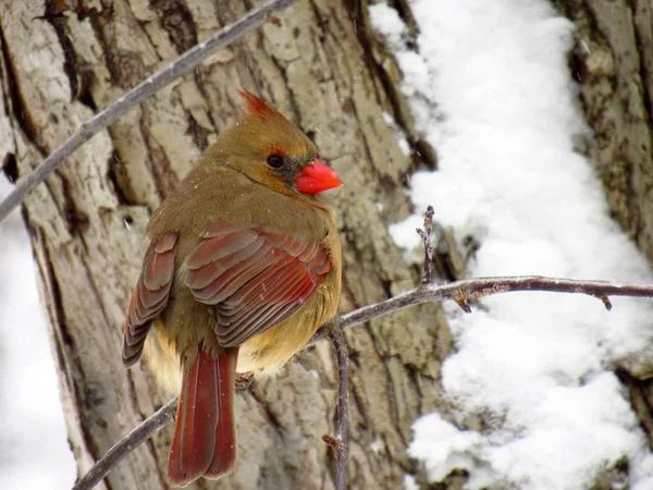 Cardinal Femelle Sur Branche — Photo