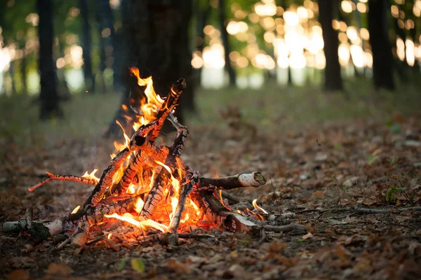 Grand feu de joie dans une forêt — Photo