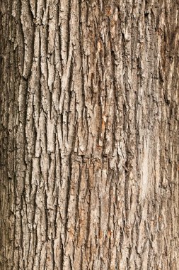 Tree bark texture clipart