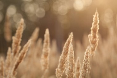 gün batımında sonbahar alan 