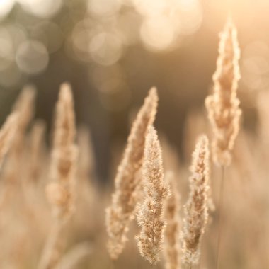 gün batımında sonbahar alan 