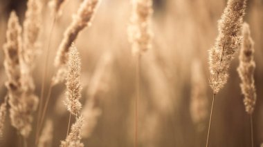 gün batımında sonbahar alan 