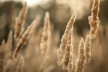 gün batımında sonbahar alan 