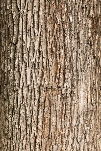 Textura da casca da árvore — Fotografia de Stock