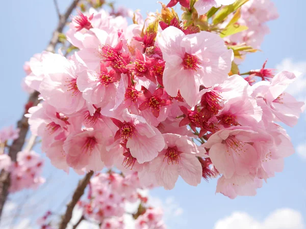 Mavi gökyüzü ve beyaz bulutlar altında pembe sakura çiçekleri
