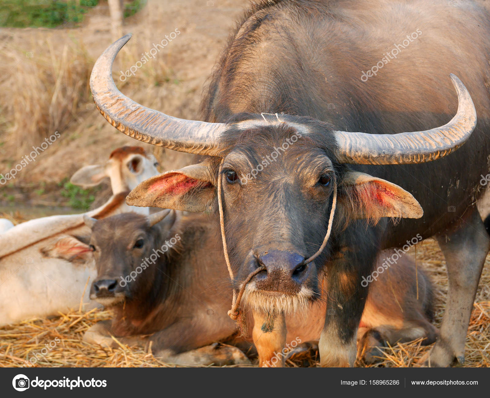 Mother water buffalo protecting young calf Stock Photo by ©ayakochun