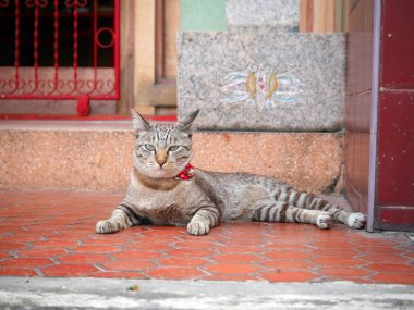 Kameraya bakarak bir yavru kedi