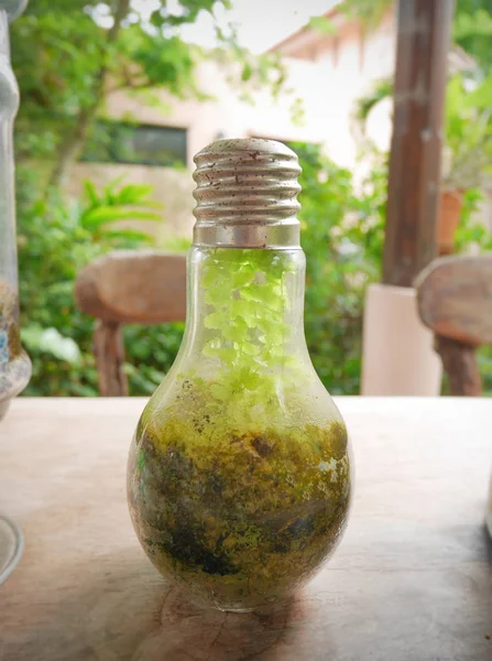 Terrarium içinde ampul tertibatları