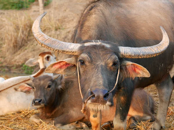 Anne su aygırı genç buzağıyı koruma
