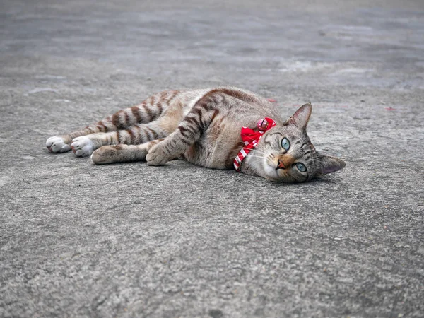 Kırmızı yaka ve geriye dönüp baktığımda bell ile sokak kedi