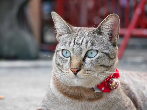 Bir yavru kedi düz arıyorsunuz