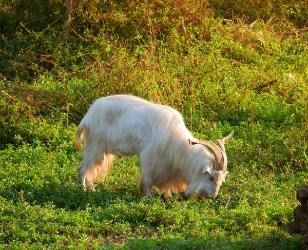 男性のヤギが草を食べる — ストック写真