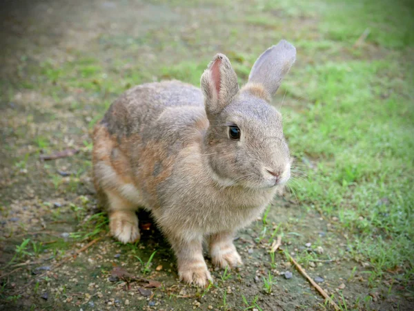 One cute grey rabbit — Stock Photo, Image