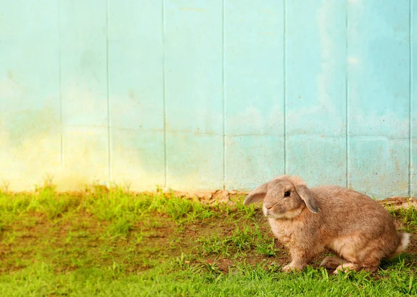 One cute brown rabbit on grass with blue background — Stock Photo, Image