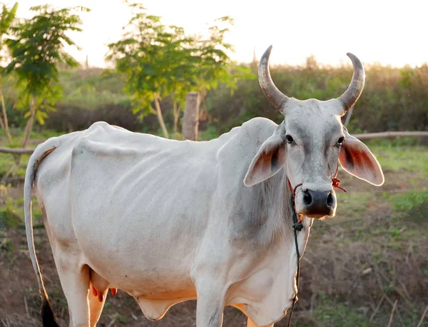 Белая корова с красивым рогом — стоковое фото