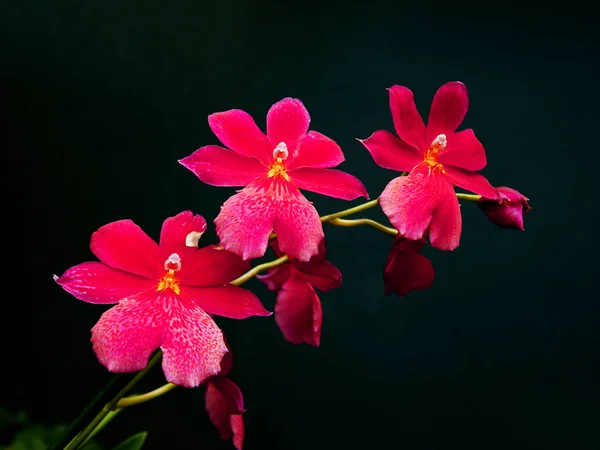 Розовые орхидеи на темном фоне — стоковое фото