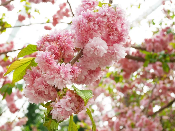 Flores de cerezo rosadas, flores de sakura — Foto de Stock