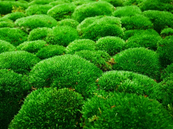 Taze ve yeşil yastık Moss