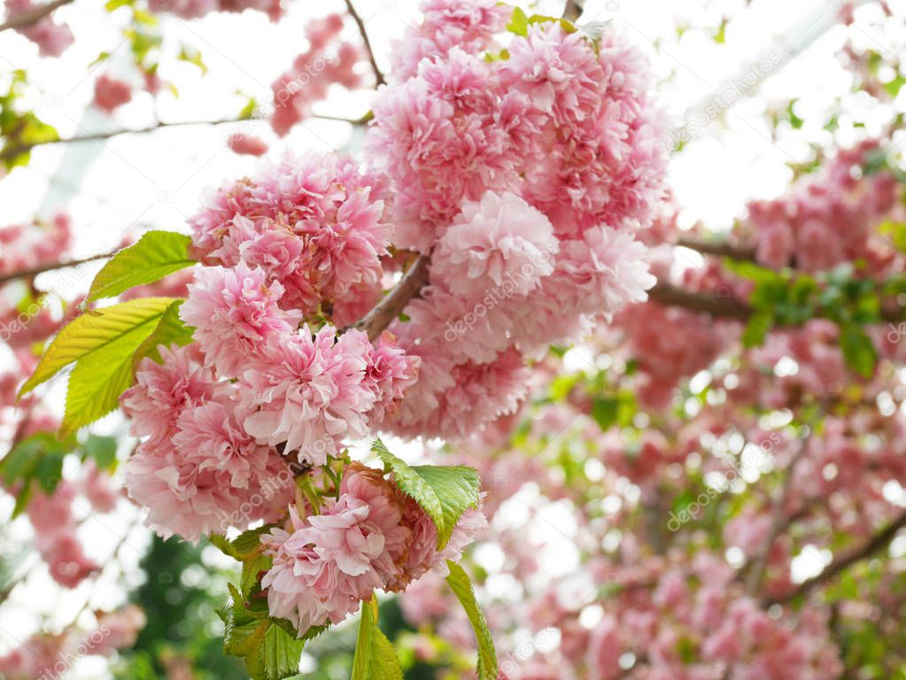 Pink cherry blossoms, sakura blossoms