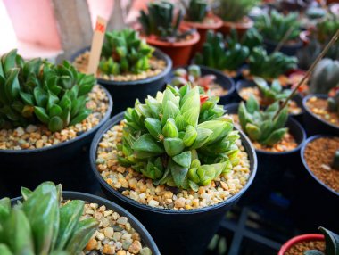 Haworthia obtusa kaktüs küçük tencere