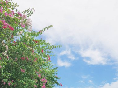 Pembe ve beyaz çiçek gibi yaylı Begonvil ağaç yaprak