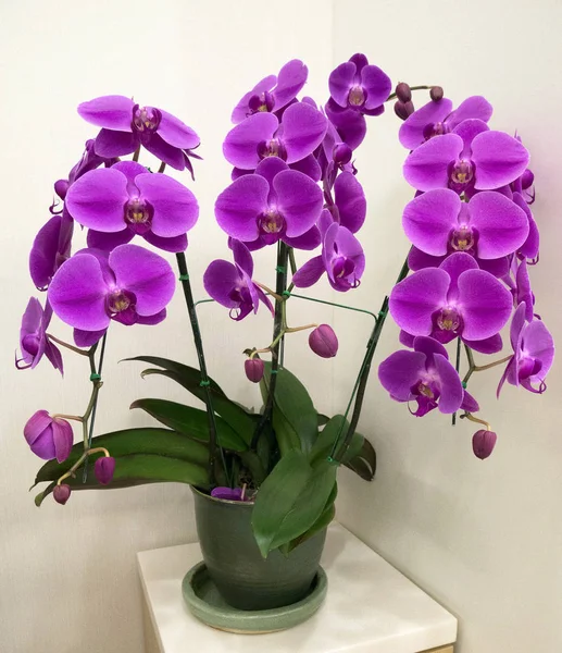 Menekşe orkide çiçek vazo