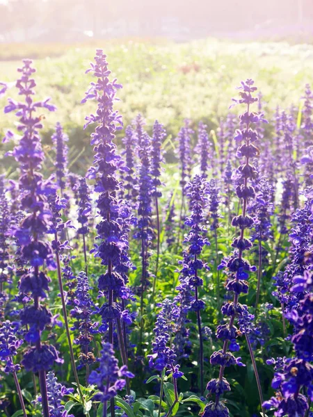 Backlited violet flower field — Stock Photo, Image